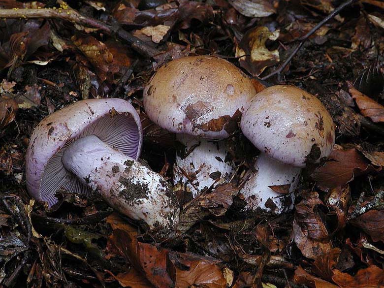 Cortinari nebrodensi (2� gruppo)